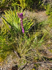 Liatris quadriflora