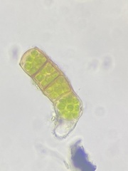 Orthotrichaceae
