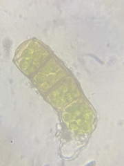 Orthotrichaceae