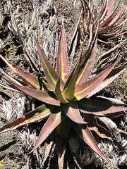Agave kerchovei