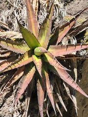 Agave kerchovei