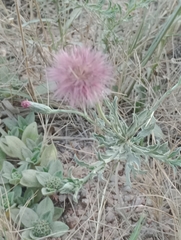 Noticastrum diffusum