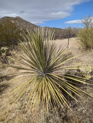 Yucca elata