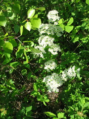 Spiraea media