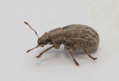 Strophosoma capitatum