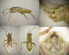 Agraphopus lethierryi