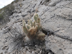 Opuntia diploursina