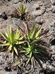 Agave kerchovei