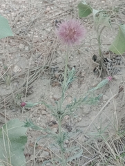 Noticastrum diffusum