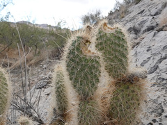 Opuntia diploursina