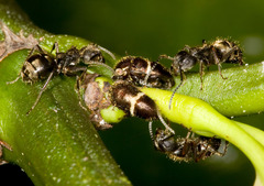 Dolichoderus bispinosus