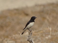 Oenanthe albonigra