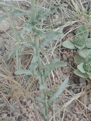 Noticastrum diffusum