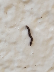 Brachyiulus