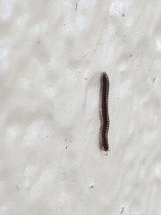 Brachyiulus