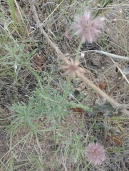 Noticastrum diffusum