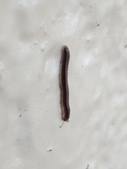 Brachyiulus