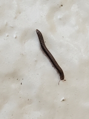 Brachyiulus