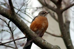 Turdus migratorius