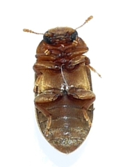 Byturus unicolor
