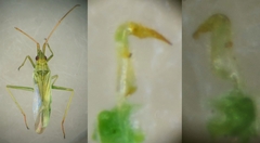 Trigonotylus