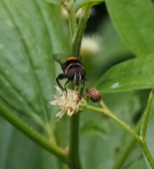 Eristalina