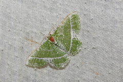 Eucyclodes insperata
