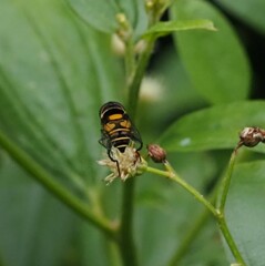 Eristalina