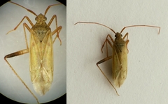 Creontiades pallidus