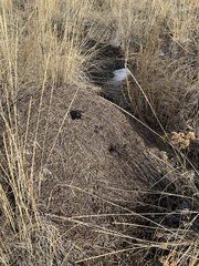 Formica integra