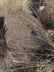Formica integra