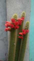 Cleistocactus