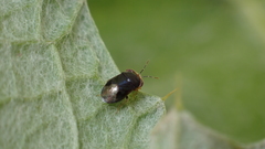 Geocoris erythrocephalus