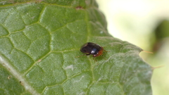 Geocoris erythrocephalus