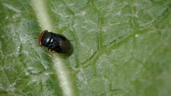 Geocoris erythrocephalus