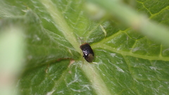 Geocoris erythrocephalus