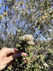 Ceanothus crassifolius