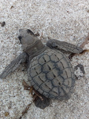 Lepidochelys kempii