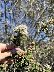 Ceanothus crassifolius
