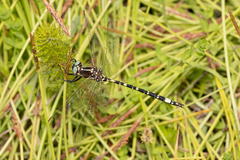 Synthemis eustalacta