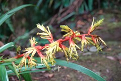 Guzmania xanthobractea