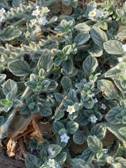 Heliotropium hirsutissimum