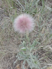 Noticastrum diffusum
