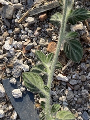 Heliotropium hirsutissimum