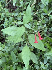 Ruellia brevifolia