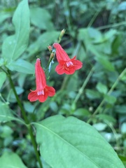 Ruellia brevifolia
