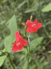 Ruellia brevifolia
