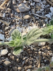 Heliotropium hirsutissimum