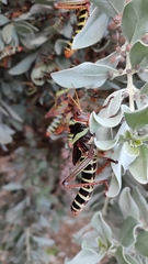 Tropidacris collaris