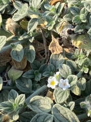 Heliotropium hirsutissimum